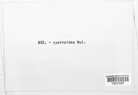 Cyathicula cyathoidea image